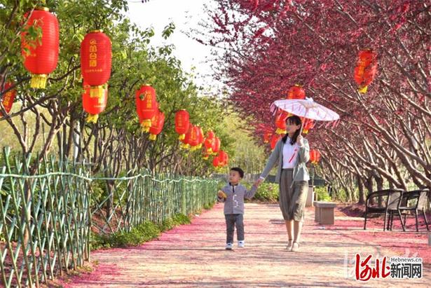 【云上赏春】河北：赏春花海间