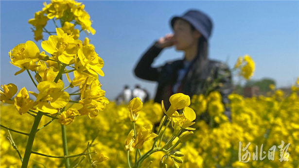 河北石家庄：油菜花开乐享春光