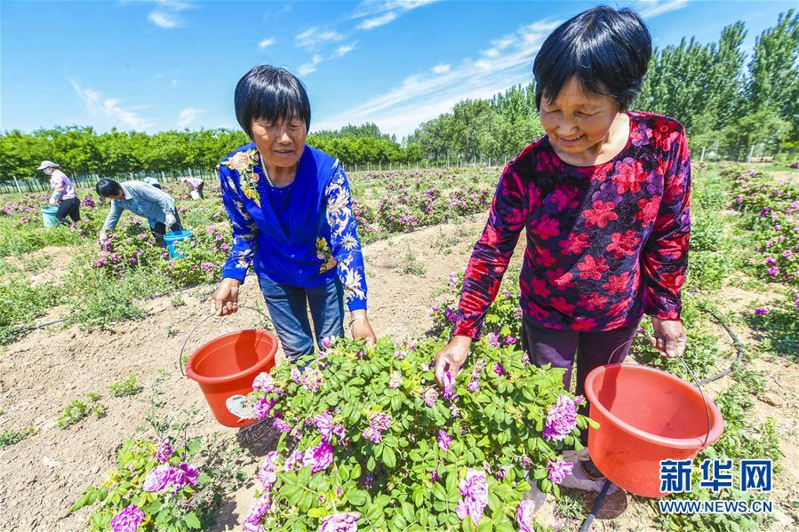 河北阜城：“鲜花经济”促增收