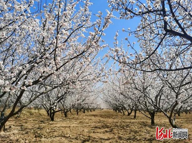 万亩杏花笑春风！第十四届“中国·泥河湾杏花节”在河北阳原县开幕