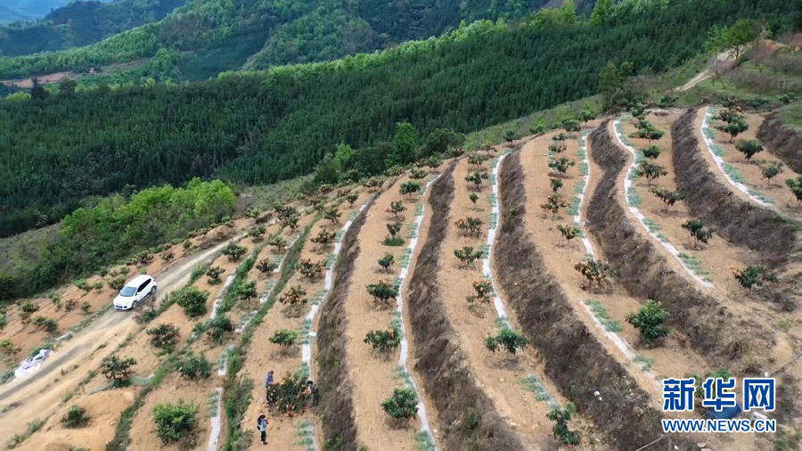 航拍：“金枇杷”点亮致富路