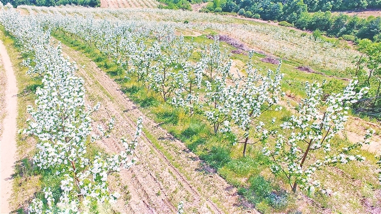 牡丹江：荒山变果园 花开引客来_fororder_888