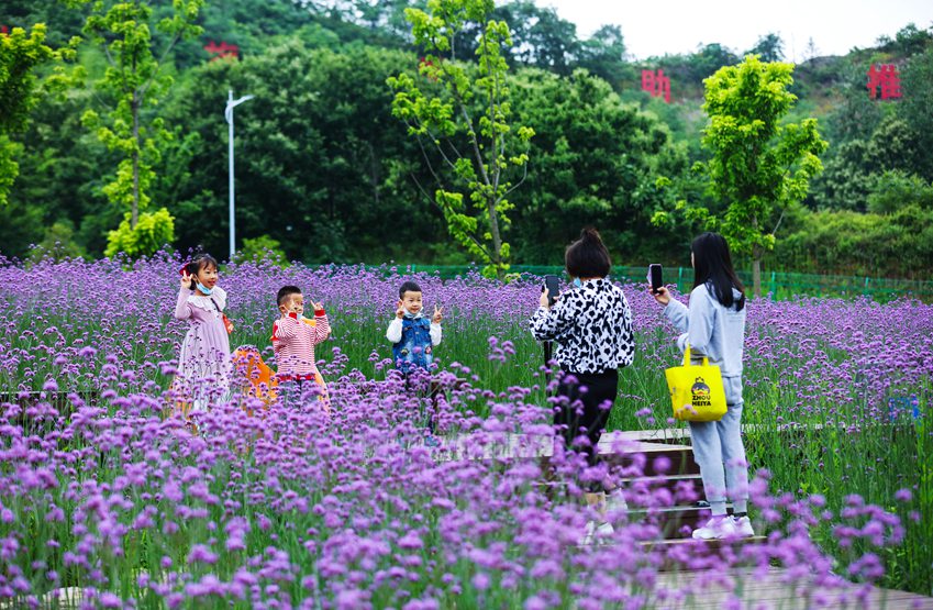 信阳光山：马鞭草花盛开引客来