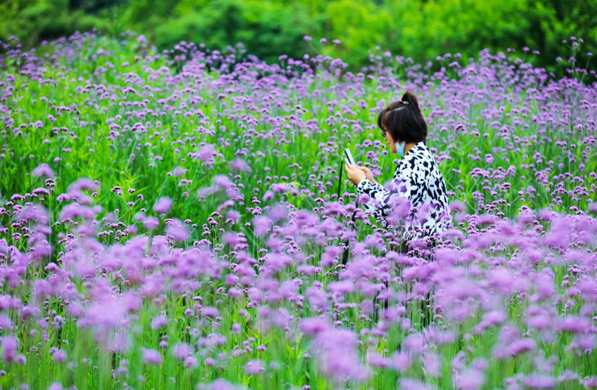 信阳光山：马鞭草花盛开引客来