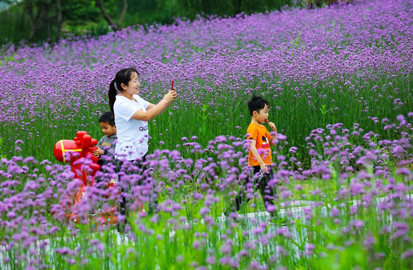 信阳光山：马鞭草花盛开引客来