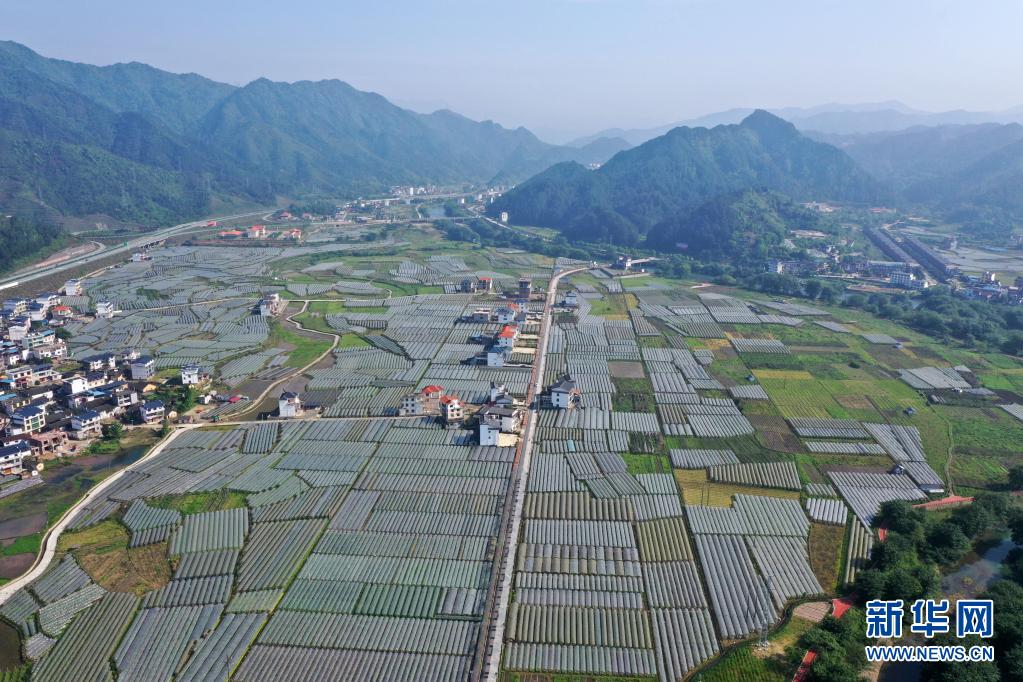 广西：走好生态脱贫路 让荒山披绿穷岭生金