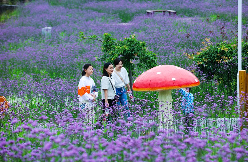 信阳光山：马鞭草花盛开引客来