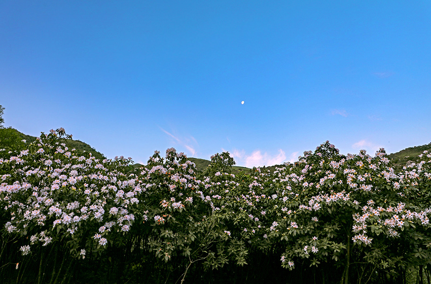 广西横县：杜鹃花开好风光