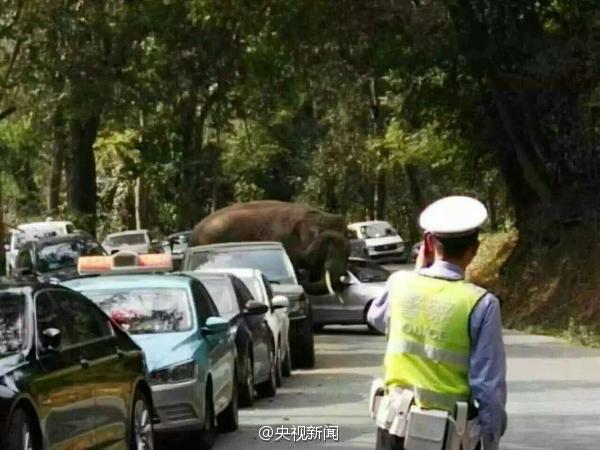 云南一景区道路上现野象 连撞14辆汽车