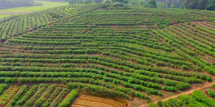 【ok】玉林兴业县：扶贫茶香飘满山