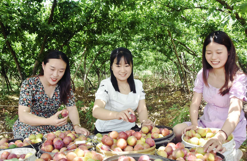 南阳淅川：丹水清兮杏李红