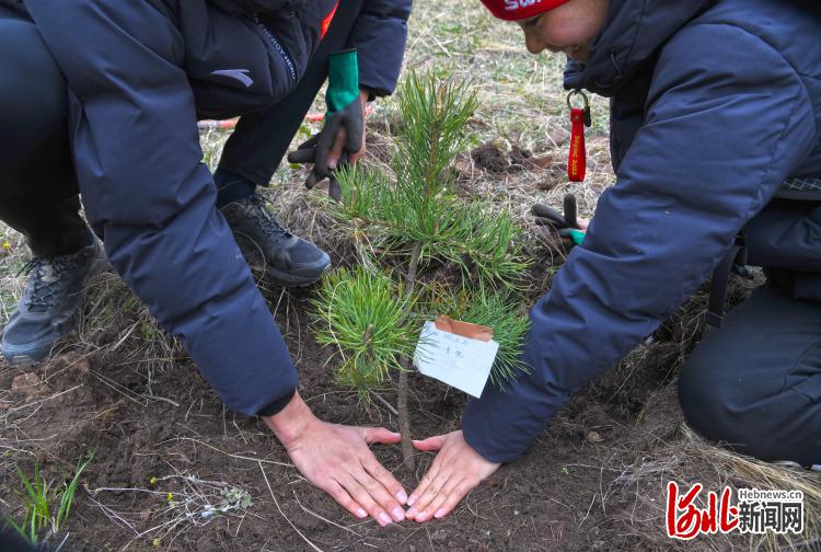 河北：塞罕坝林海添新绿