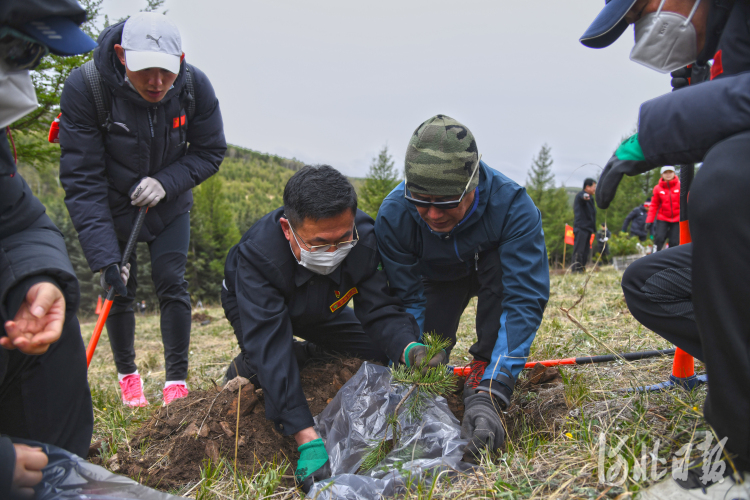 河北：塞罕坝林海添新绿