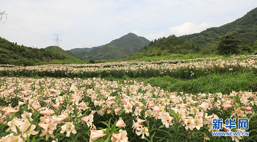 湖北通山：百合花开迎客来