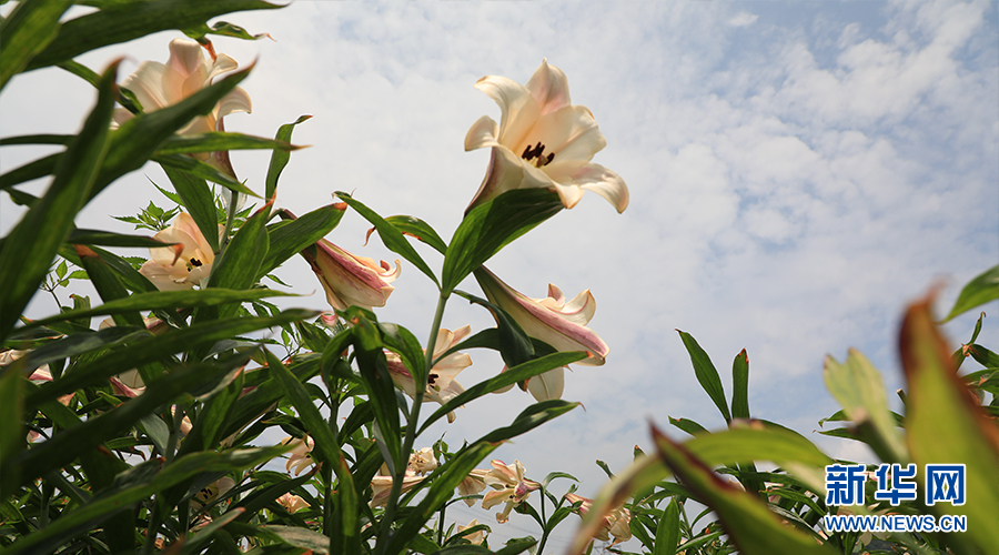 湖北通山：百合花开迎客来