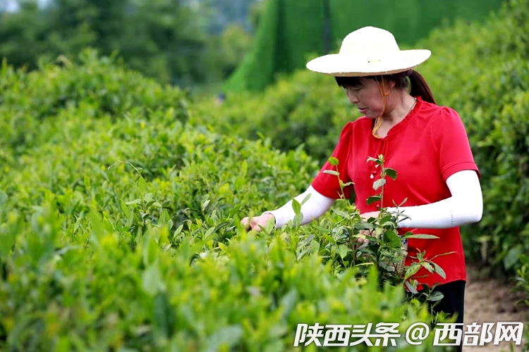 （转载）第二届陕西网上茶博会走进平利：赏乡村美景 品安康富硒茶