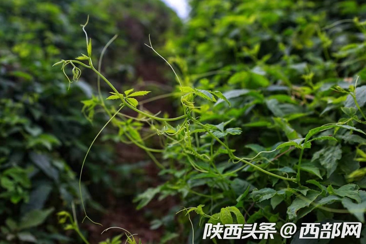 （转载）第二届陕西网上茶博会走进平利：赏乡村美景 品安康富硒茶