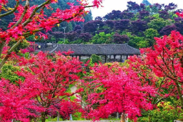 重庆巴南：端午节到五洲园赏夏季红枫 门票免费送_fororder_1