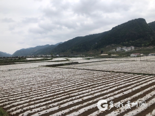 （大扶贫）贵州正安：人勤春早农事忙