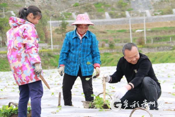 （大扶贫）贵州正安：人勤春早农事忙