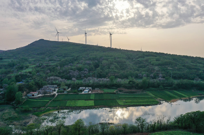 OK【河南供稿】平顶山市宝丰县：桐树花开 扮靓乡村