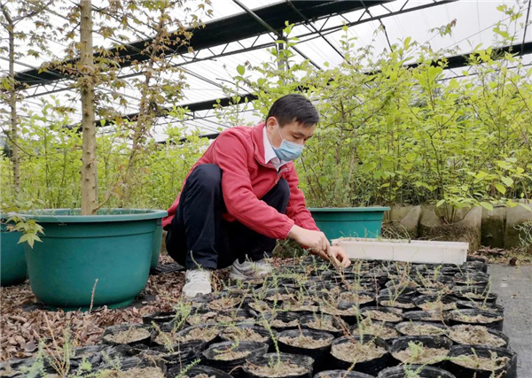 OK【湖北】三峡集团再次实现濒危植物疏花水柏枝种子繁育