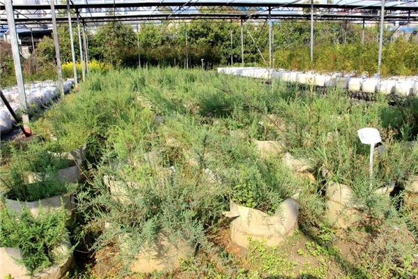 OK【湖北】三峡集团再次实现濒危植物疏花水柏枝种子繁育