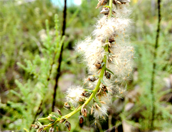 OK【湖北】三峡集团再次实现濒危植物疏花水柏枝种子繁育