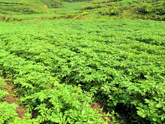 （供稿）贵州六盘水：推进撂荒土地复垦利用 提升粮食稳产保供能力_fororder_4