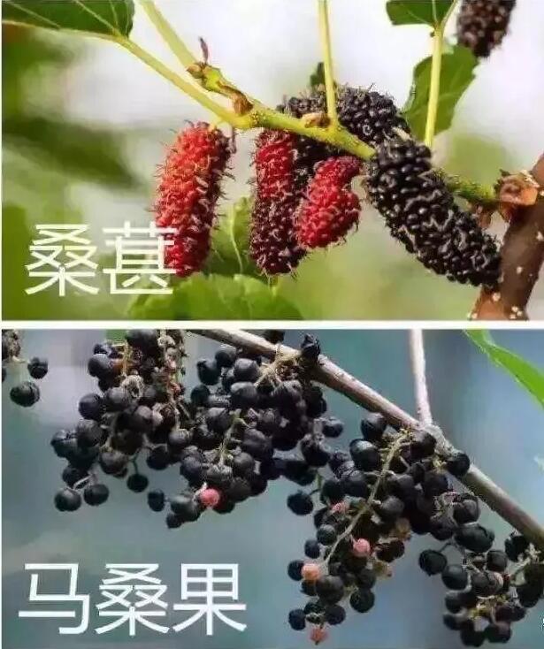 科普｜吃桑葚干可以解酒？桑葚上市，谣言也来了