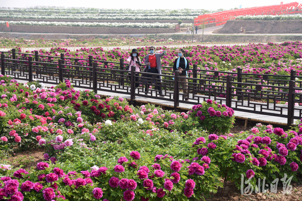 河北邯郸：“花样”经济铺就致富路