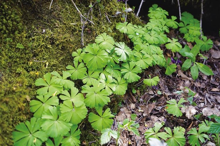 【中首 带图】秦岭太白山2700米以下发现国家一级重点保护植物独叶草_fororder_微信图片_20210604084949