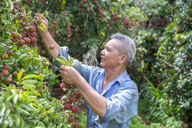 广西钦州荔枝迎来丰收年 产量达42万吨