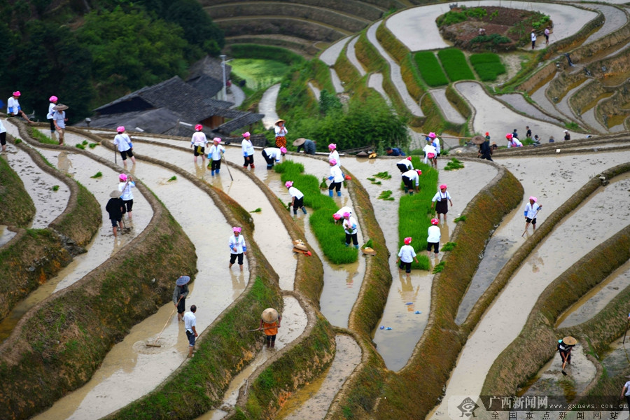 广西龙胜：龙脊镇平安村举办梳秧节