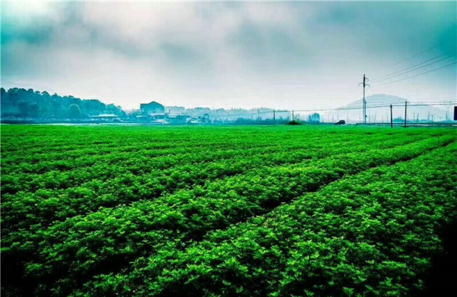 【湖北】【客户稿件】黄冈市蕲春县“四全”模式推动蕲艾产业健康发展