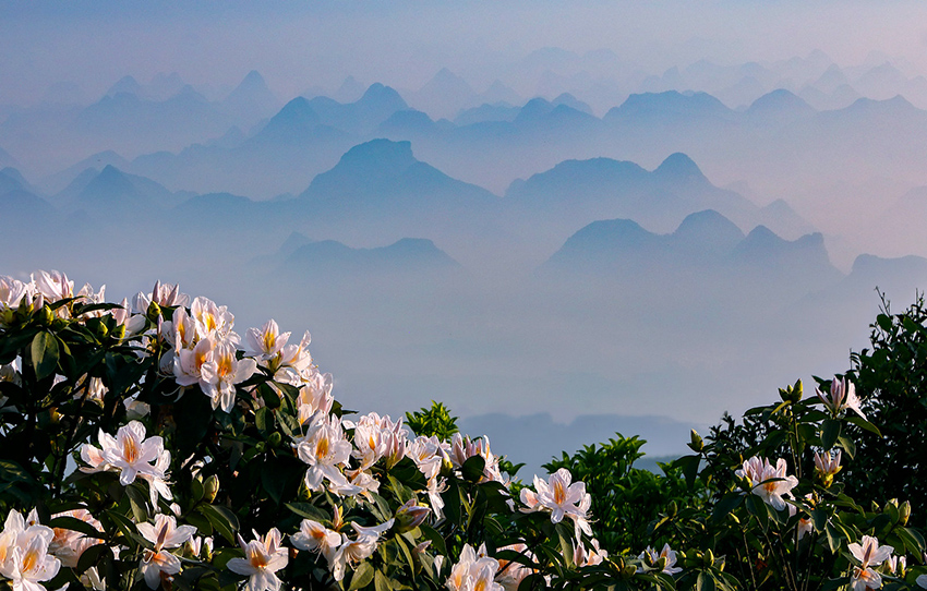 广西横县：杜鹃花开好风光