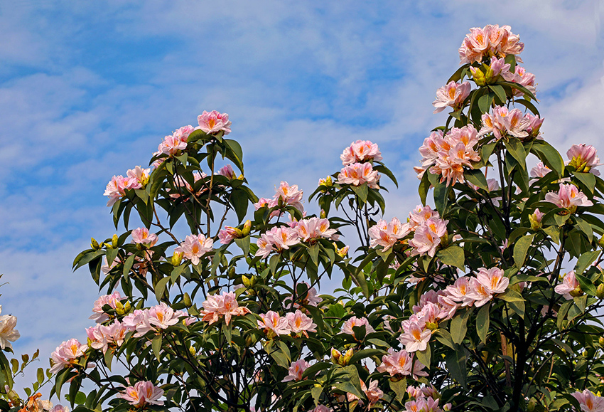 广西横县：杜鹃花开好风光