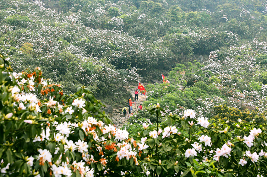 广西横县：杜鹃花开好风光