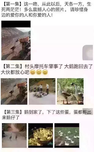 两只鹅被赋予爱情成“网红” 网友脑洞大开创作结局