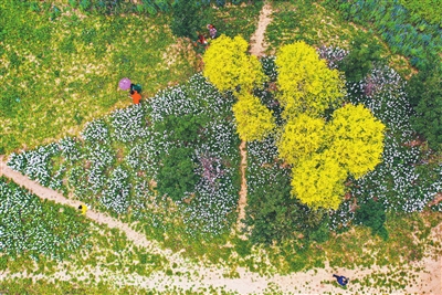 盛夏花海 沈阳正多姿_fororder_3