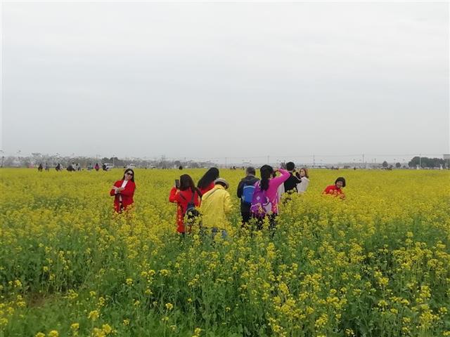 黄金花海任你游 知音故里蔡甸消泗油菜花节开幕