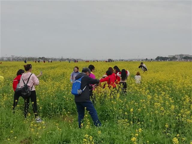 黄金花海任你游 知音故里蔡甸消泗油菜花节开幕