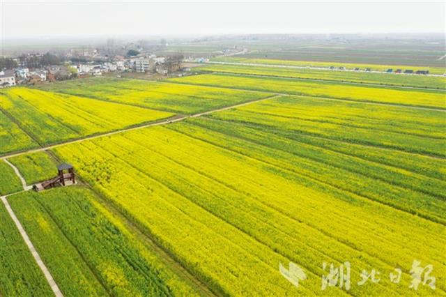 蔡甸万亩油菜花海等你来