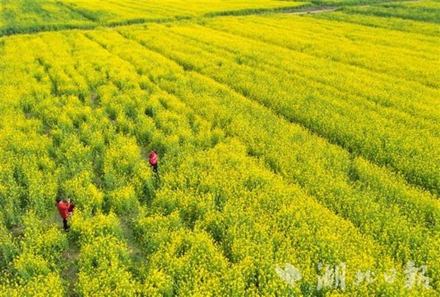 蔡甸万亩油菜花海等你来