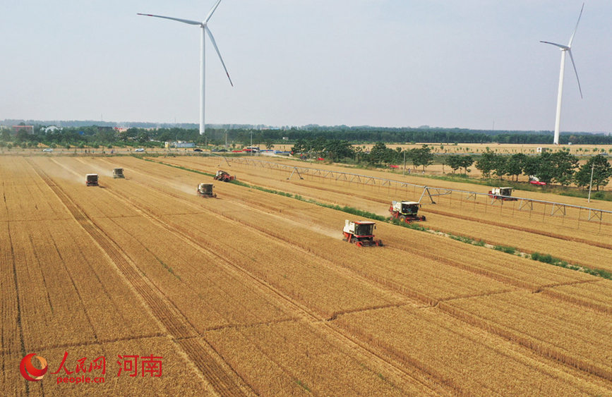 安阳滑县：“中原粮仓”麦收忙