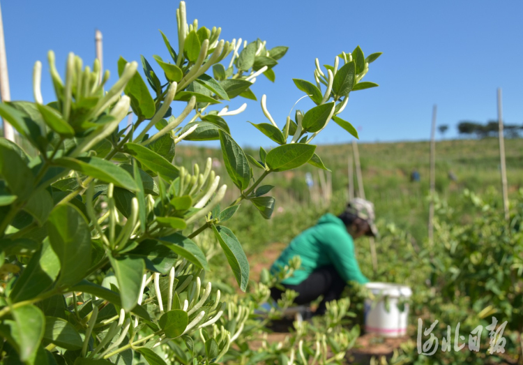 河北唐山丰润区：“金银花”铺就致富路