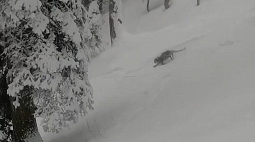 游客印度滑雪偶遇濒绝雪豹 气氛紧张幸无人受伤