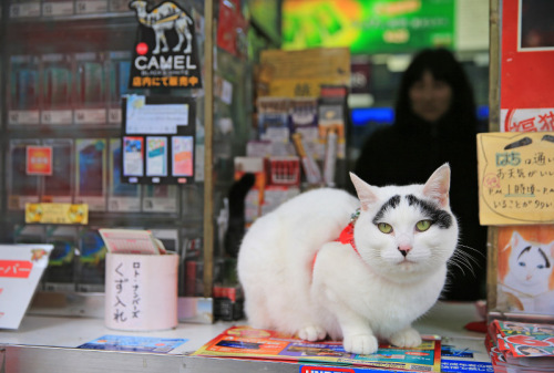 日本八字眉囧猫走红成召唤幸福“使者”（图）