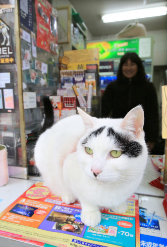 日本八字眉囧猫走红成召唤幸福“使者”（图）