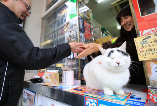 日本八字眉囧猫走红成召唤幸福“使者”（图）